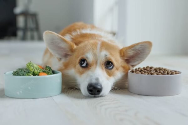 best dog food for allergies