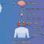 What Happens in the Body During Stress? A Scientific Breakdown of the HPA Axis