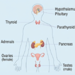 How the Endocrine System Works: Glands, Hormones, and Their Functions