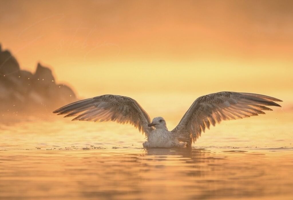 must be consists these (monkey image: Wild Barbary Macaque sitting on a cedar tree in the Atlas Mountains, Morocco – photography tour highlight and seagull image: alt tag: A seagull flying through the coastal fog at the Atlantic Ocean in Morocco during golden hour – artistic bird photography !!! Dunes bird image alt: Dramatic shadow of a bird flying over the Erg Chebbi sand dunes in the Sahara Desert, Morocco.
