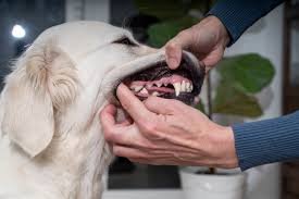 A Complete Guide to the Best Dog Dental Solution to Fresh Breath and Healthy Gums