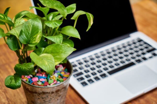 CBD Drinks The Ultimate Guide for Brands Seeking Growth Through Guest Posting