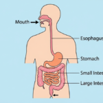 The Digestive Tract Simplified: A Beginner’s Guide to How the Body Processes Food