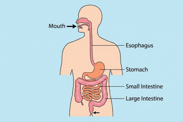 simplified digestive tract diagram in human biology showing mouth to intestines