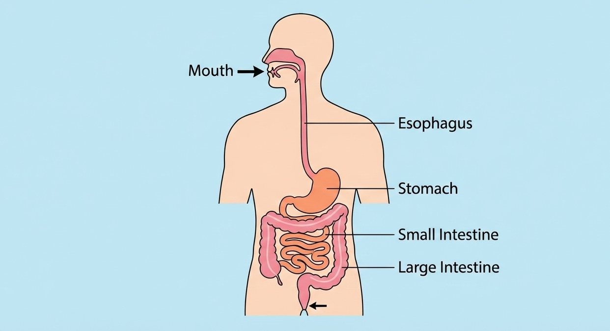 simplified digestive tract diagram in human biology showing mouth to intestines