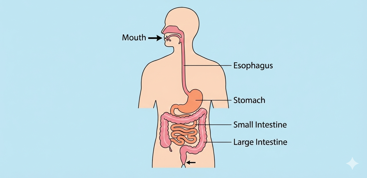 simplified digestive tract diagram in human biology showing mouth to intestines