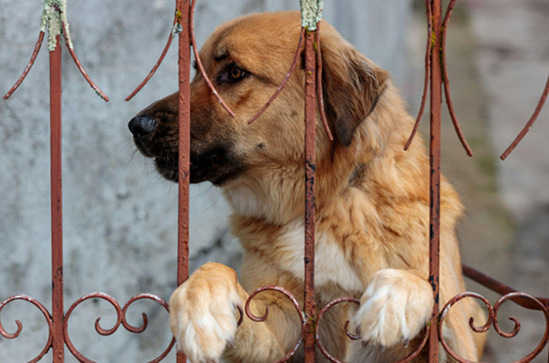 Protection of Companion Animals