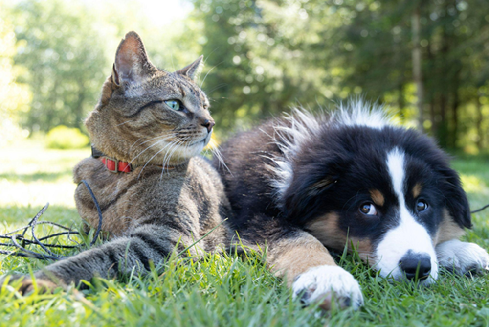 How the 2026 Family Law Changes Affect Pet Custody