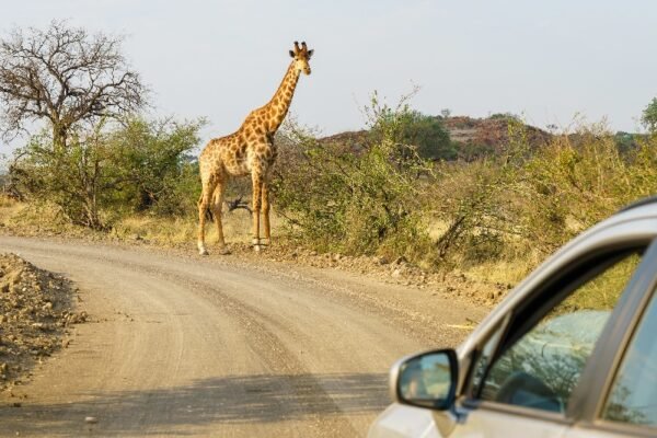 Kenya Luxury Safari Package