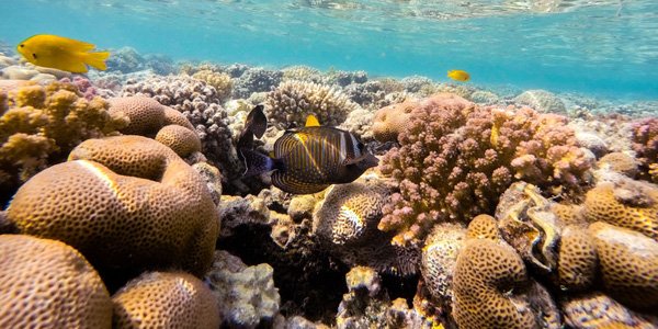 What Does a Sea Sponge Eat?