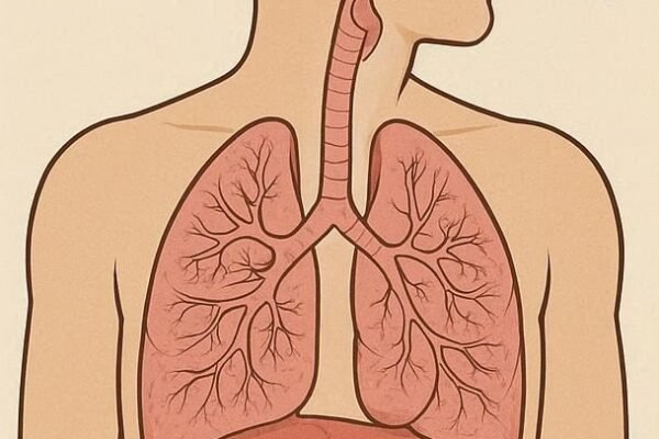 Learn how air travels through the respiratory system and how diaphragm contraction drives ventilation and gas exchange.