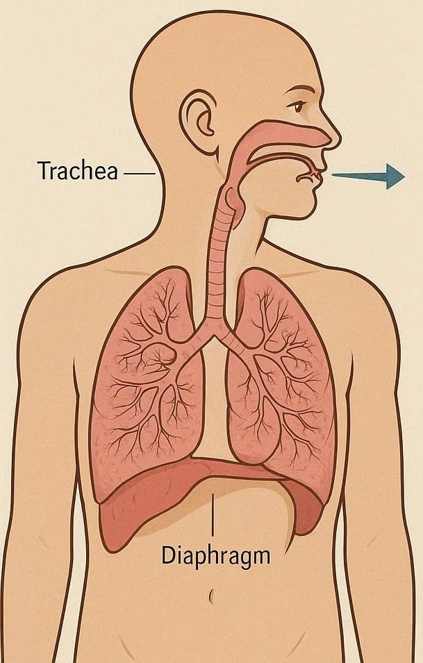 Learn how air travels through the respiratory system and how diaphragm contraction drives ventilation and gas exchange.
