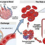 Gas Exchange Explained: How Oxygen Fuels Every Cell in Your Body