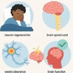 Sleep and the Nervous System: Why Rest is Critical for Brain Function