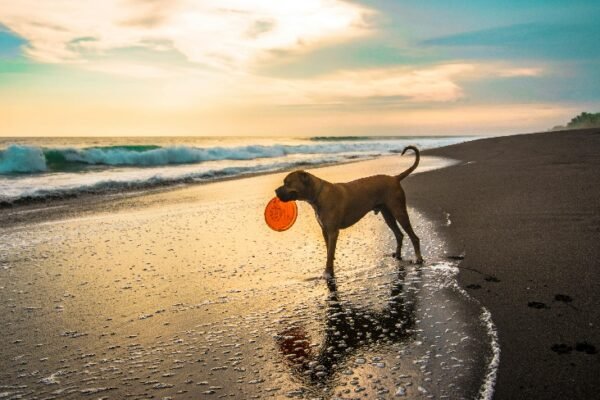 The Pet Parent Traveler