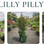 What Indigenous Australians Discovered About These Berries Will Surprise You