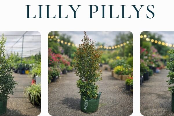 Indigenous Australian Berries