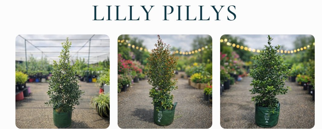 Indigenous Australian Berries