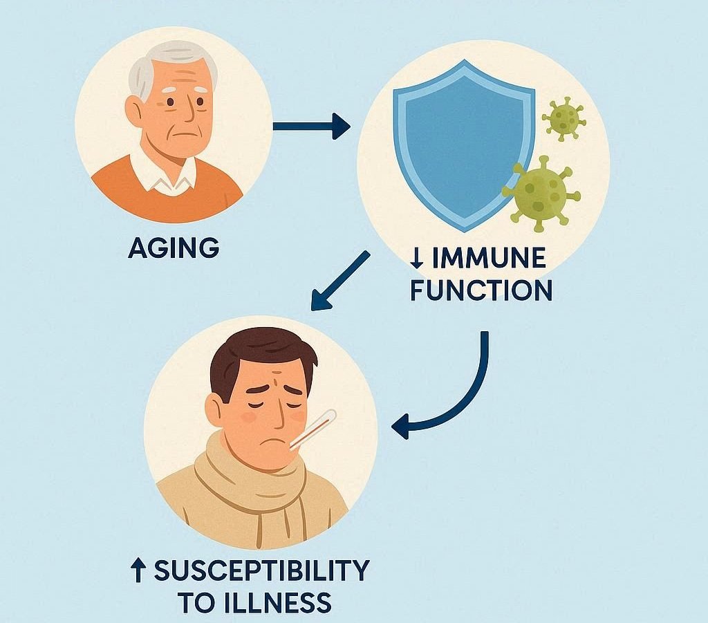 Immune System Decline: Why We Get Sick More Often with Age