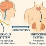 The Role of the Nervous and Endocrine Systems in Homeostasis