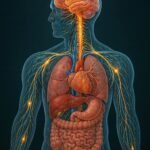 How the Nervous System Controls Every Function in Your Body