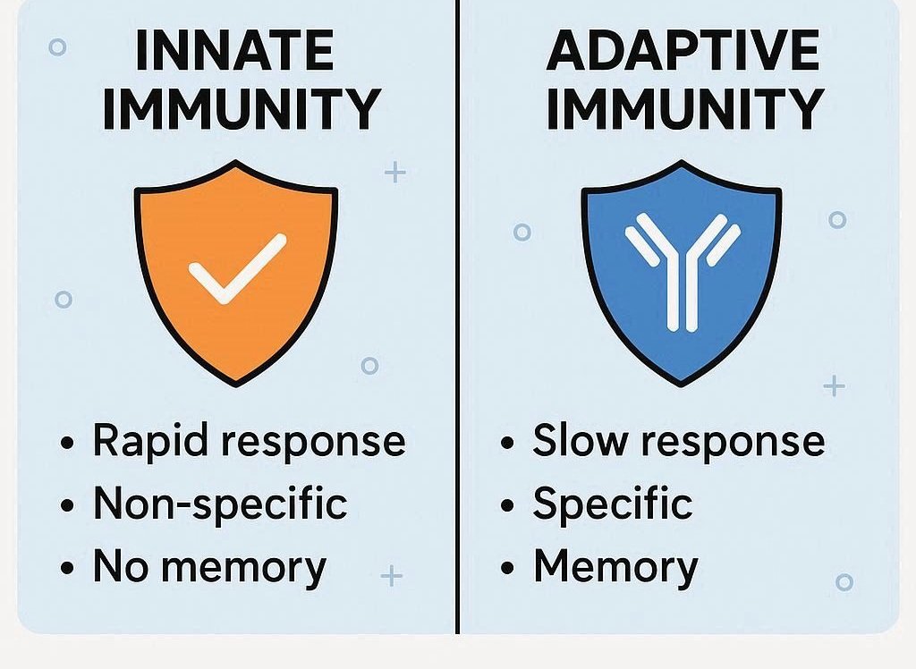 Understand innate and adaptive immune systems and how they work together to fight infections and build long-term protection.