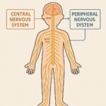 The Central and Peripheral Nervous Systems Explained Simply