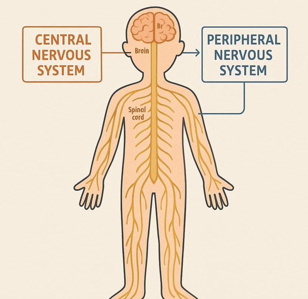 The Central and Peripheral Nervous Systems Explained Simply