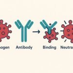 Antibodies Explained: How Your Body Recognizes and Neutralizes Threats