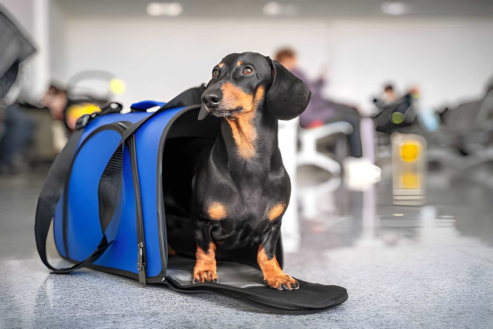 Dog Travel Essentials Checklist for First-Time Owners
