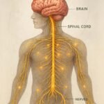 How Your Nervous System Keeps You Alive and Responsive