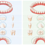 Morphological Differences between Primary and Permanent Dentition