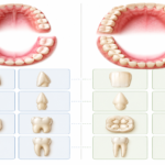 Primary vs Permanent Dentition: Key Morphological Differences Explained