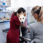 Rethinking Pet Recovery: Why Vets Now Recommend PetREGEN Over Invasive Stem Cell Injections