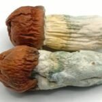 First-Time Guide to Understanding Mushroom Experiences Responsibly