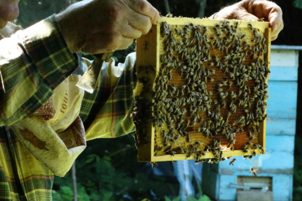 Ways Beekeeping Can Be A Family Activity