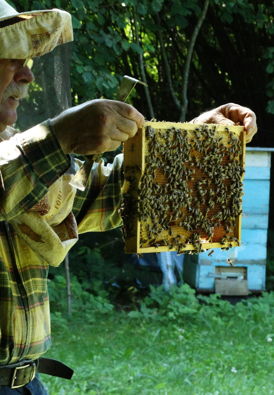 Ways Beekeeping Can Be A Family Activity