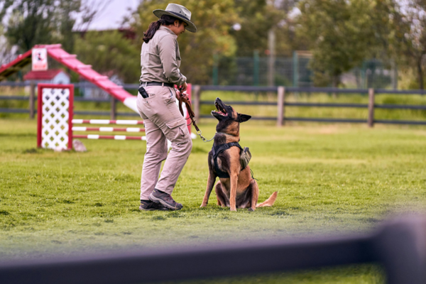 How to Turn Your Passion for Animals Into a Thriving Career