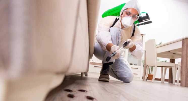 find pest control in Abu Dhabi 745x400 1