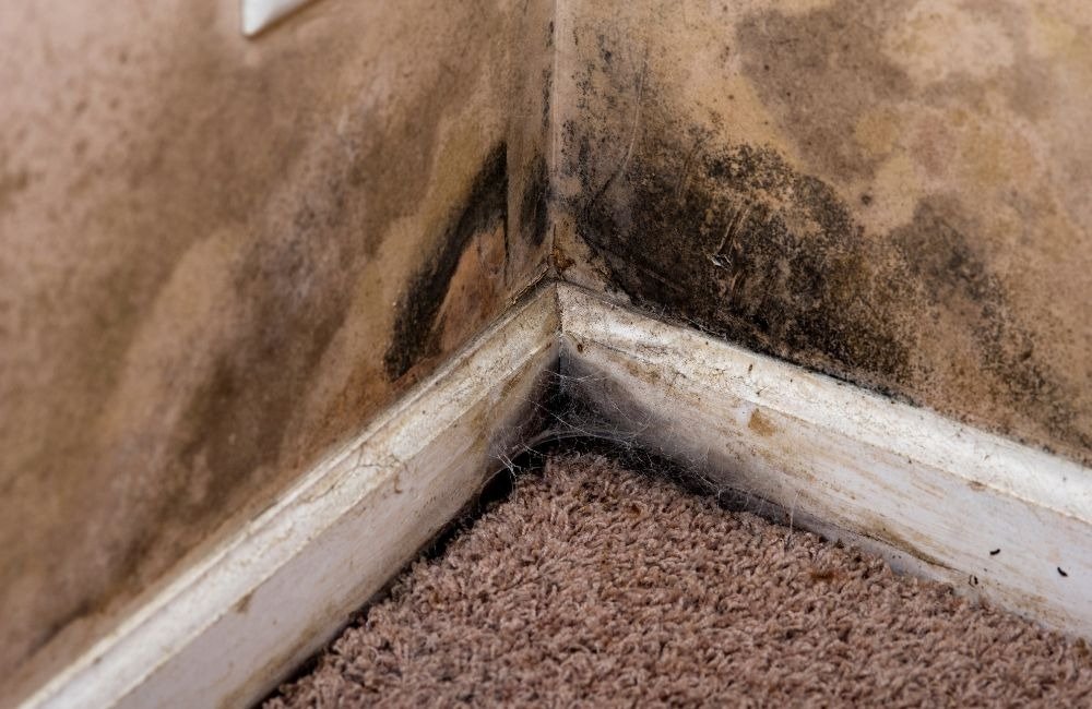 Complete Guide to Wall Mold Problems in Barcelona Homes 1 image 112