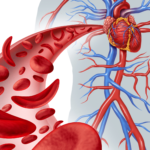 How Therapeutic Procedures for Improving Healthy Vascular Function Support Performance Timing Naturally