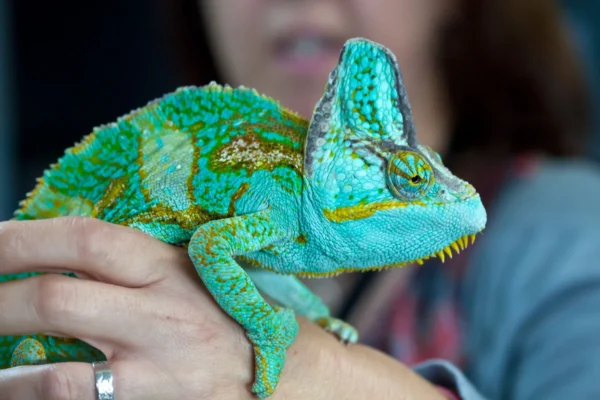 Exotic Pet Ownership Requires More Than Good Intentions