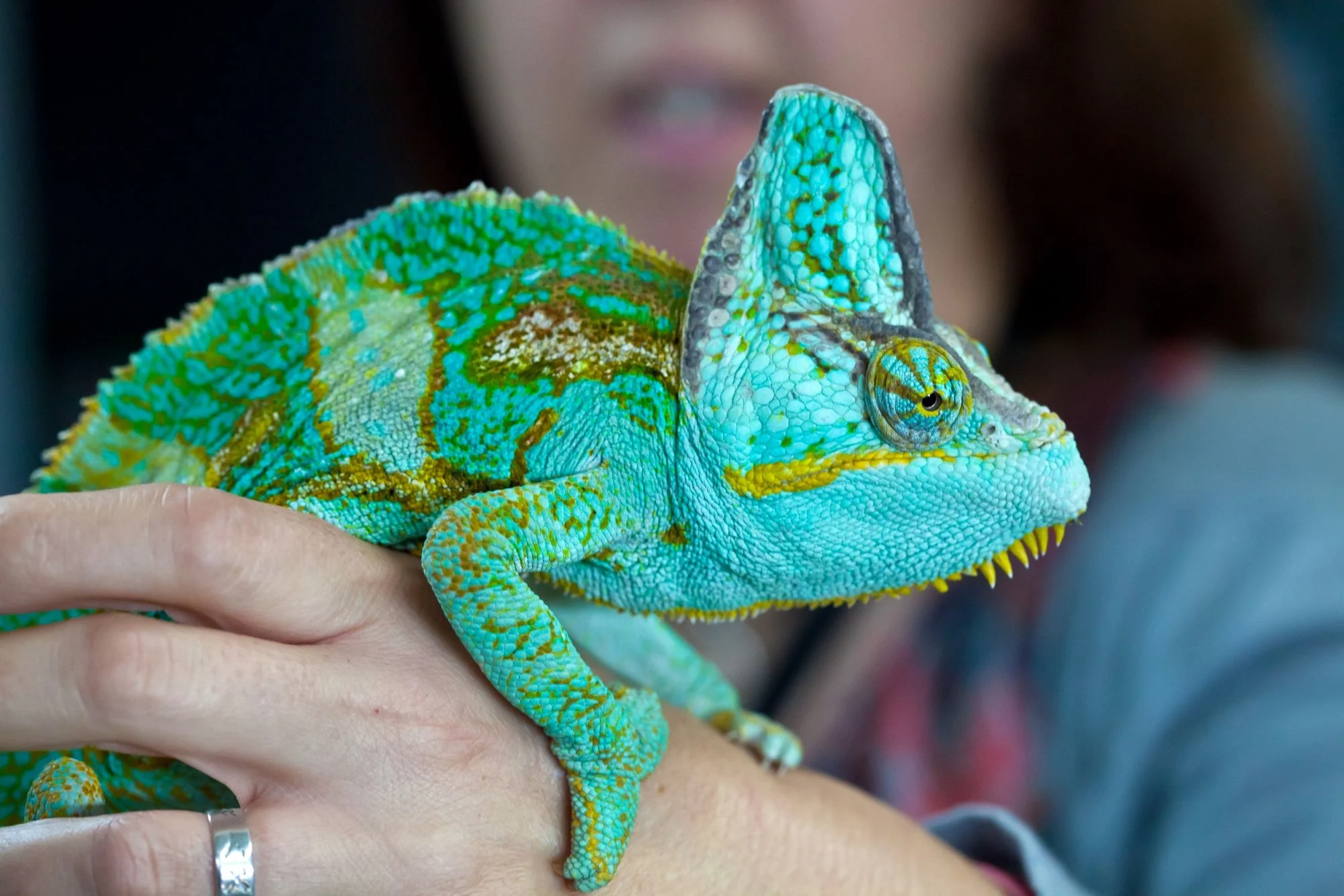 Exotic Pet Ownership Requires More Than Good Intentions