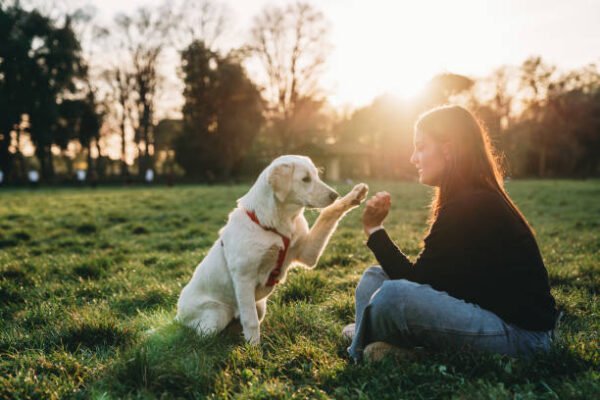 How Personal Dog Training Can Help Build Better Everyday Habits istockphoto 1313597127 612x612 1